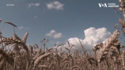 Деталі зернового конфлікту між Україною та Польщею. Відео Деталі зернового конфлікту між Україною та Польщею. Відео