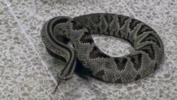 မြင်းတွေကတဆင့် ထုတ်ယူတဲ့ မြွေဆိပ်ဖြေဆေး မြင်းတွေကတဆင့် ထုတ်ယူတဲ့ မြွေဆိပ်ဖြေဆေး