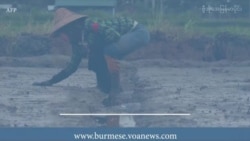 မြန်မာ့စိုက်ပျိုးရေးကဏ္ဍ နိမ့်ကျမှုရဲ့ အကျိုးဆက် မြန်မာ့စိုက်ပျိုးရေးကဏ္ဍ နိမ့်ကျမှုရဲ့ အကျိုးဆက်