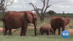 နာမည်ကိုယ်စီနဲ့ အာဖရိကတောဆင်ရိုင်းများ
 နာမည်ကိုယ်စီနဲ့ အာဖရိကတောဆင်ရိုင်းများ