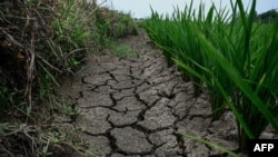 中国河南省信阳地区的水稻田因干旱而龟裂。(2024年6月18日)