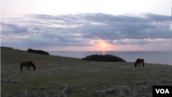 2023年3月某天的日落时分,野马在与那国岛海边自由漫步。(美国之音加洛拍摄)