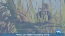 စစ်အာဏာသိမ်း ဆန့်ကျင်ရေးလှုပ်ရှားမှုနဲ့ တောင်သူတွေအခန်းကဏ္ဍ စစ်အာဏာသိမ်း ဆန့်ကျင်ရေးလှုပ်ရှားမှုနဲ့ တောင်သူတွေအခန်းကဏ္ဍ