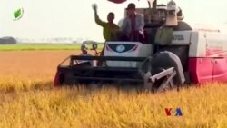 လယ်ယာပို့ကုန် ဒေါ်လာသန်းပေါင်းများစွာ ကျဆင်း “လယ်ယာစီးပွား သတင်းများ” လယ်ယာပို့ကုန် ဒေါ်လာသန်းပေါင်းများစွာ ကျဆင်း “လယ်ယာစီးပွား သတင်းများ”