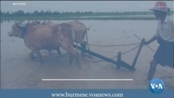 တောင်သူတွေ အခက်ကြုံနေရတဲ့ လယ်ယာမြေဥပဒေ  တောင်သူတွေ အခက်ကြုံနေရတဲ့ လယ်ယာမြေဥပဒေ