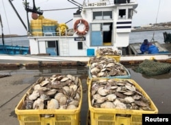 资料照:日本渔民在北海道根室港捕捞的扇贝。(2022年4月12日)