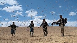 ကျိုင်းကောင်ဒဏ်ကြောင့် အာဖဂန်နစ္စတန်မှာ အငတ်ဘေးသင့်နိုင်  ကျိုင်းကောင်ဒဏ်ကြောင့် အာဖဂန်နစ္စတန်မှာ အငတ်ဘေးသင့်နိုင်