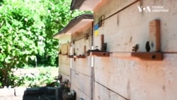 Бджолина дипломатія: українці із Нью-Йорка розводять вулики посеред Мангеттена. Відео Бджолина дипломатія: українці із Нью-Йорка розводять вулики посеред Мангеттена. Відео