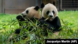 美国国家动物园的中国大熊猫 (2022年资料照)