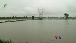 သီးနှံစိုက်ခင်း ဧကများစွာ ရေနစ်မြုပ် “လယ်ယာစီးပွားသတင်း”