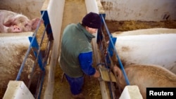 资料照:西班牙的一家养猪场工人在喂猪。