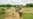 စစ်ကိုင်း ပုလဲနယ် စစ်ကောင်စီနယ်မြေရှင်းလင်း ဒေသခံသောင်းဂဏန်း ထွက်ပြေး