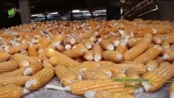 ပြည်တွင်း ပြောင်းဈေးကောင်း “လယ်ယာစီးပွား သတင်း”