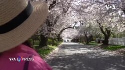 Sau Tết, người Việt hải ngoại bắt tay vào các sinh hoạt mùa xuân Sau Tết, người Việt hải ngoại bắt tay vào các sinh hoạt mùa xuân