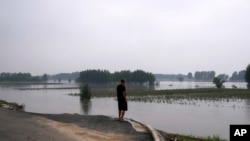 中国河北廊坊一位村民看着被洪水淹没的庄稼。(2023年8月2日)