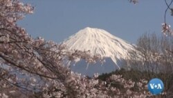 ခရီးသွားတွေများလွန်းနေတဲ့ ဖူဂျီတောင်ကြီး  ခရီးသွားတွေများလွန်းနေတဲ့ ဖူဂျီတောင်ကြီး