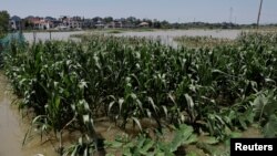中国江西省九江湖口县的玉米地被长江上游冲下的洪水淹了。(2024年7月5日)