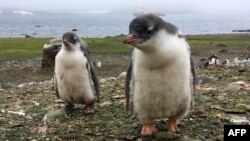 资料照片:南极洲的两只小企鹅。(2018年2月3日)