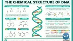 မြန်မာ သုတေသနပညာရှင်နဲ့ DNA မြန်မာ သုတေသနပညာရှင်နဲ့ DNA
