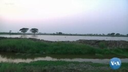 မိုခါဆိုင်ကလုန်းဒဏ် ခံခဲ့ရတဲ့ မြန်မာ့စိုက်ပျိုးရေး လုပ်ငန်း မိုခါဆိုင်ကလုန်းဒဏ် ခံခဲ့ရတဲ့ မြန်မာ့စိုက်ပျိုးရေး လုပ်ငန်း