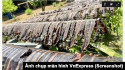 Giun đất được phơi khô để làm nguyên liệu bào chế thuốc trong Đông y