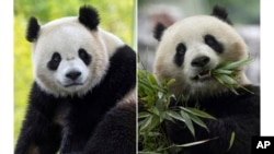 资料照片:将于2024年底来到美国国家动物园的大熊猫“宝力”和“青宝”。