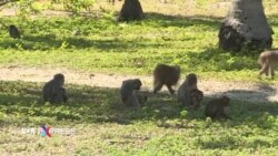 Việt-Trung sắp ký nghị định thư về xuất khẩu thủy sản, cá sấu, khỉ Việt-Trung sắp ký nghị định thư về xuất khẩu thủy sản, cá sấu, khỉ