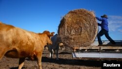 资料照:一名澳大利亚农民正在从一辆卡车上卸下喂牛的干草。(2017年3月16日)