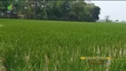 စိုက်ပျိုးရေ မရရှိလို့ နွေစပါးမစိုက်နိုင် “လယ်ယာစီးပွား သတင်းများ” စိုက်ပျိုးရေ မရရှိလို့ နွေစပါးမစိုက်နိုင် “လယ်ယာစီးပွား သတင်းများ”