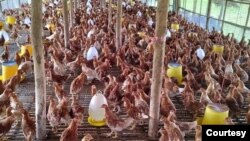 ကြက်မွေးမြူရေးခြံ