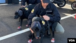 台湾总统大选维安人员编成,纳入11只侦爆拉布拉多犬。(美国之音特约记者李昕儒拍摄)