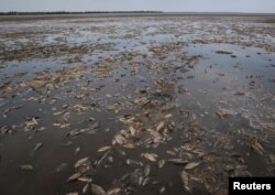 卡霍夫卡大坝被炸后，水库里大量的鱼死去。（2023年6月7日）