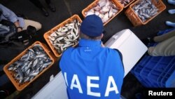 国际原子能机构一个由来自中国、韩国、和加拿大科学家组成的团队在日本福岛县南部的磐城市久之滨港检验打捞上来的海产品样品。(2023年10月19日)