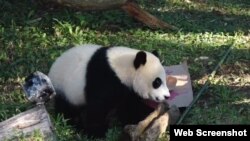 美国国家动物园的熊猫贝贝庆生(美国之音网页截图)