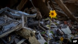 一棵向日葵在乌克兰切尔尼戈夫被俄军轰炸后的房屋废墟中绽放。(2022年8月29日)
