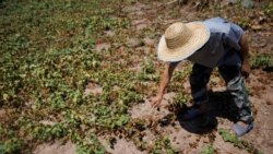 တရုတ်မှာ ဆိုးရွားတဲ့ မိုးခေါင်ရေရှားမှုနဲ့ ကြုံနေရ တရုတ်မှာ ဆိုးရွားတဲ့ မိုးခေါင်ရေရှားမှုနဲ့ ကြုံနေရ