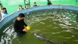 ဒဏ်ရာရ ဧရာဝတီလင်းပိုင်ငယ် ထိုင်းနိုင်ငံမှာ ကယ်တင်စောင့်ရှောက် ဒဏ်ရာရ ဧရာဝတီလင်းပိုင်ငယ် ထိုင်းနိုင်ငံမှာ ကယ်တင်စောင့်ရှောက်