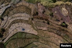 中国重庆地区农田里的农作物因干旱而枯萎。(2022年8月19日)