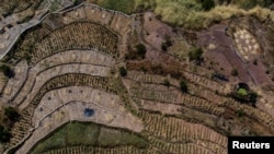 中国重庆地区农田里的农作物因干旱而枯萎。(2022年8月19日)