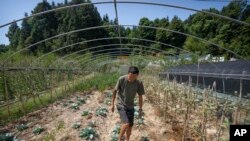 တရုတ်နိုင်ငံတောင်ပိုင်း Longquan ကျေးရွာက စိုက်ခင်းတခုအား သြဂုတ်လ ၂၀ ရက်နေ့က တွေ့ရစဉ်။