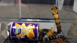 မြွေဟောက် အပါအဝင် တွားသွားသတ္တဝါတချို့ မျိုးတုံးမယ့် အန္တရာယ်ကြုံ မြွေဟောက် အပါအဝင် တွားသွားသတ္တဝါတချို့ မျိုးတုံးမယ့် အန္တရာယ်ကြုံ