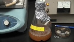 У США зварили пиво з дріжджів, яким 30 мільйонів років