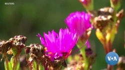 Thousands of Citizen Scientists Document Urban Plants, Animals  Thousands of Citizen Scientists Document Urban Plants, Animals