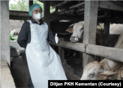 Peternak di Boyolali menjelaskan kondisi ternaknya ketiku bertemu Menteri Pertanian, Syahrul Yasin Limpo, Rabu (13/5). (Foto: Ditjen PKH Kementan)