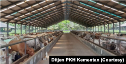 FILE - Ahli menyebut, ternak terutama sapi yang terkena PMK bisa diobati, tetapi berpotensi membawa virus dan menularkan ke ternak lain. (Foto: Ditjen PKH Kementan)