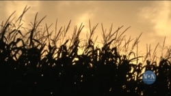 Американські фермери скаржаться, що зросла собівартість вирощення їх продукції. Відео  Американські фермери скаржаться, що зросла собівартість вирощення їх продукції. Відео