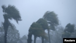 Palm trees bend during Hurricane Michael in Panama City Beach, Fla., Oct. 10, 2018.