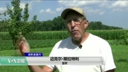 贸易战阴云下 美农民获紧急援助 但盼长期解决方案 贸易战阴云下 美农民获紧急援助 但盼长期解决方案