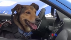 အွန်လိုင်းပေါ်က ခွေးကျော်ကြားလေး ၂ ကောင် နှင့် “ထူးခြားဆန်းပြားသတင်းများ” အွန်လိုင်းပေါ်က ခွေးကျော်ကြားလေး ၂ ကောင် နှင့် “ထူးခြားဆန်းပြားသတင်းများ”