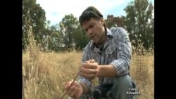 Американці висадили ліс за принципом "грядки" Американці висадили ліс за принципом "грядки"